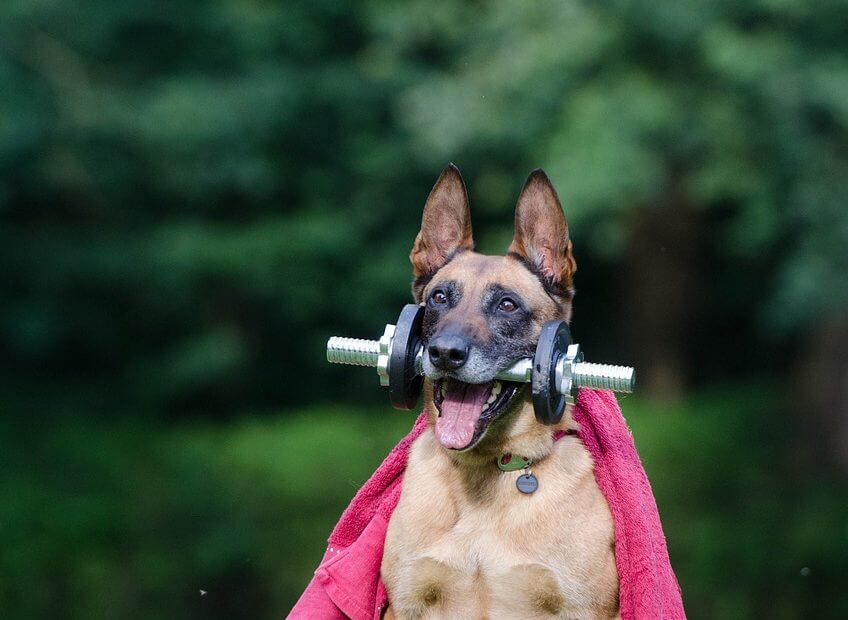 Yoga Para Perros Por Pablo Rubio