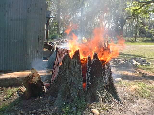 Burning the stump - Arboriculture Services