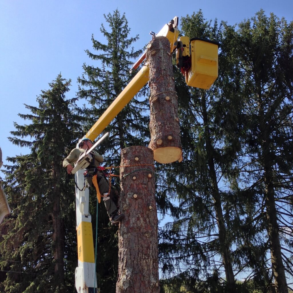 Tree Cutting & Removal Equipment - Arboriculture Services