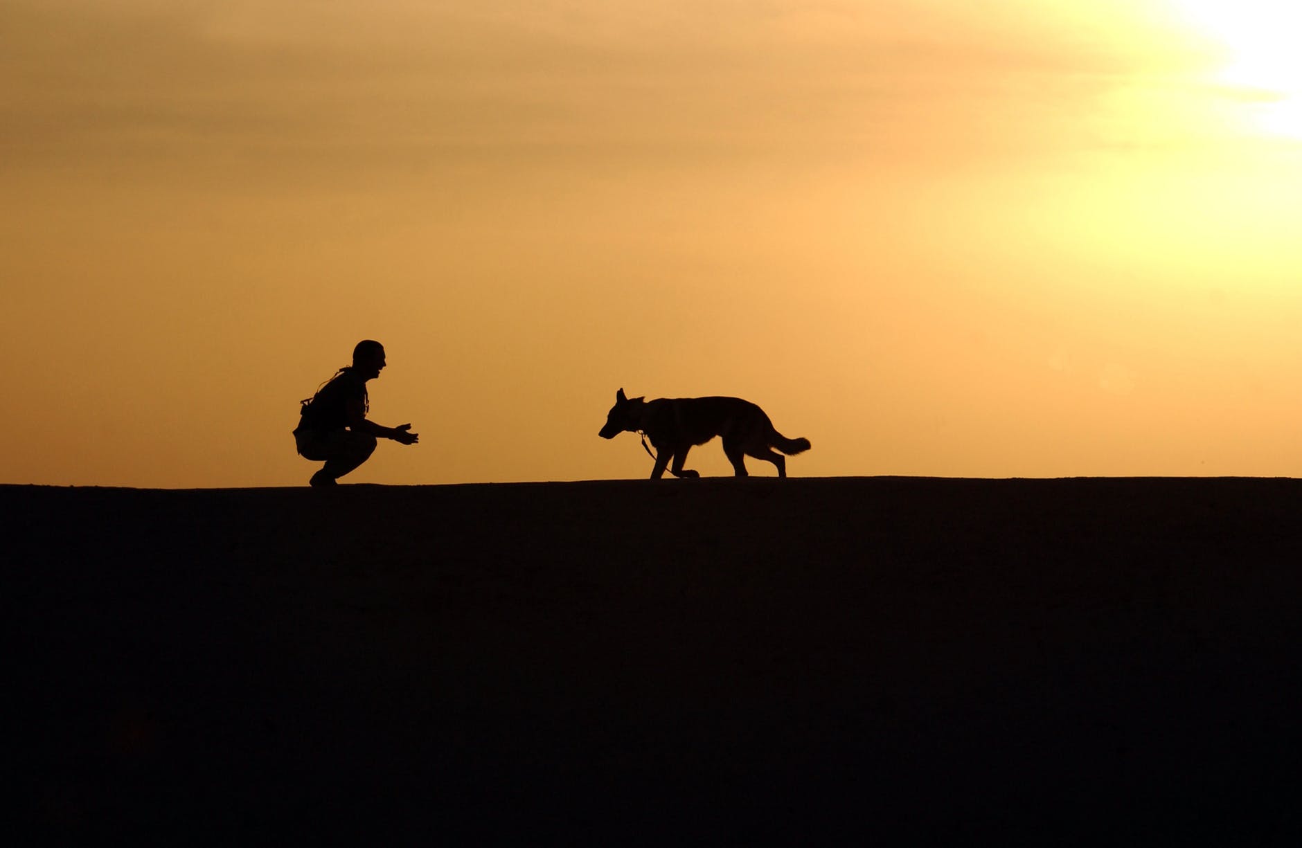 Good Dog Trainer stephanie taunton