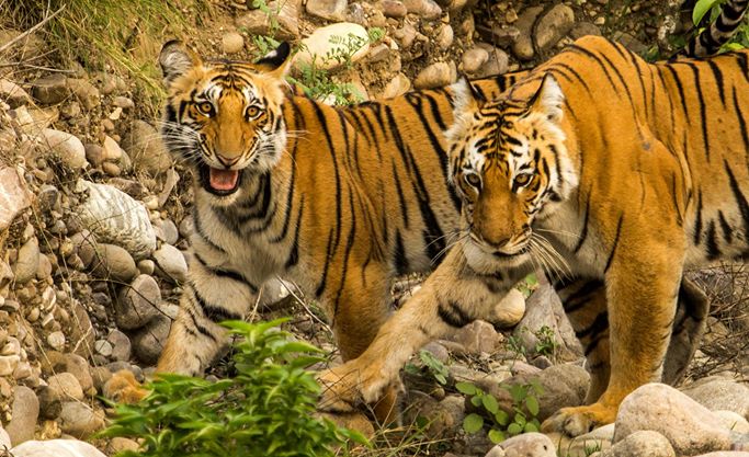 tiger-sighting-at-corbett