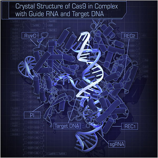 Mark McCool Sarasota - Crispr