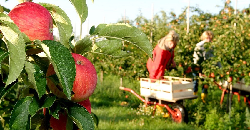 Fruit picking jobs