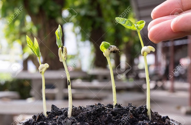 plants from seeds