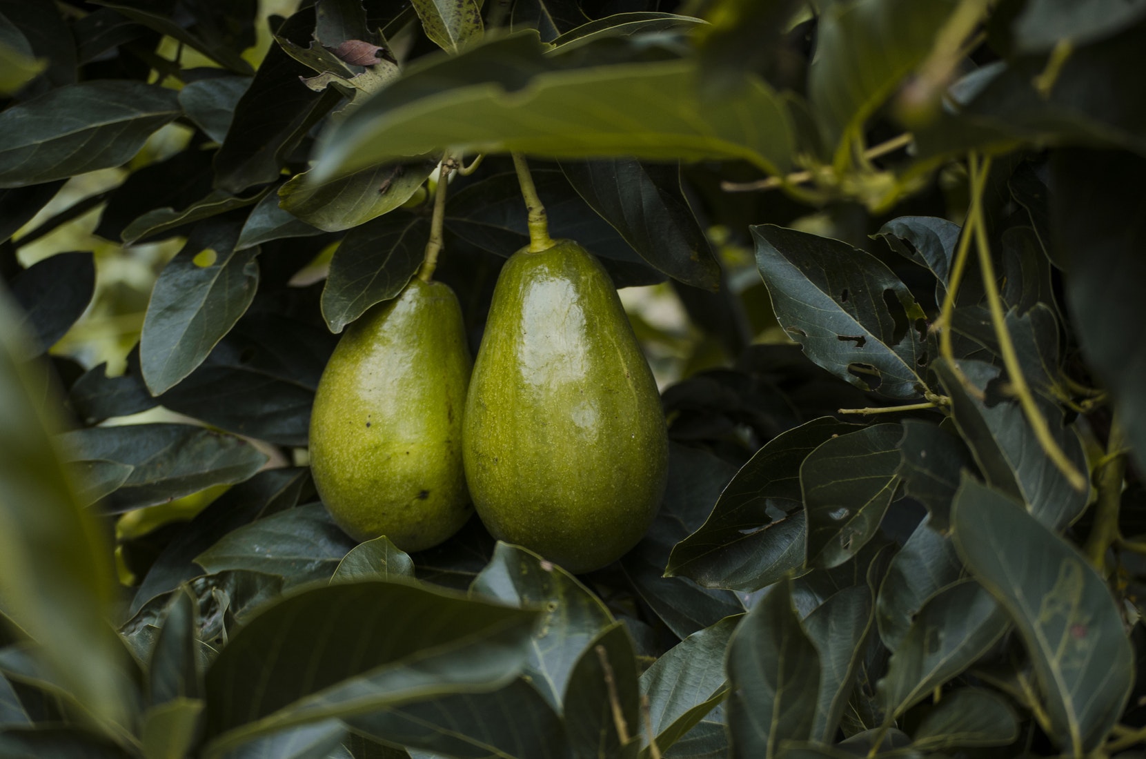 Mark McCool Sarasota - Avocado