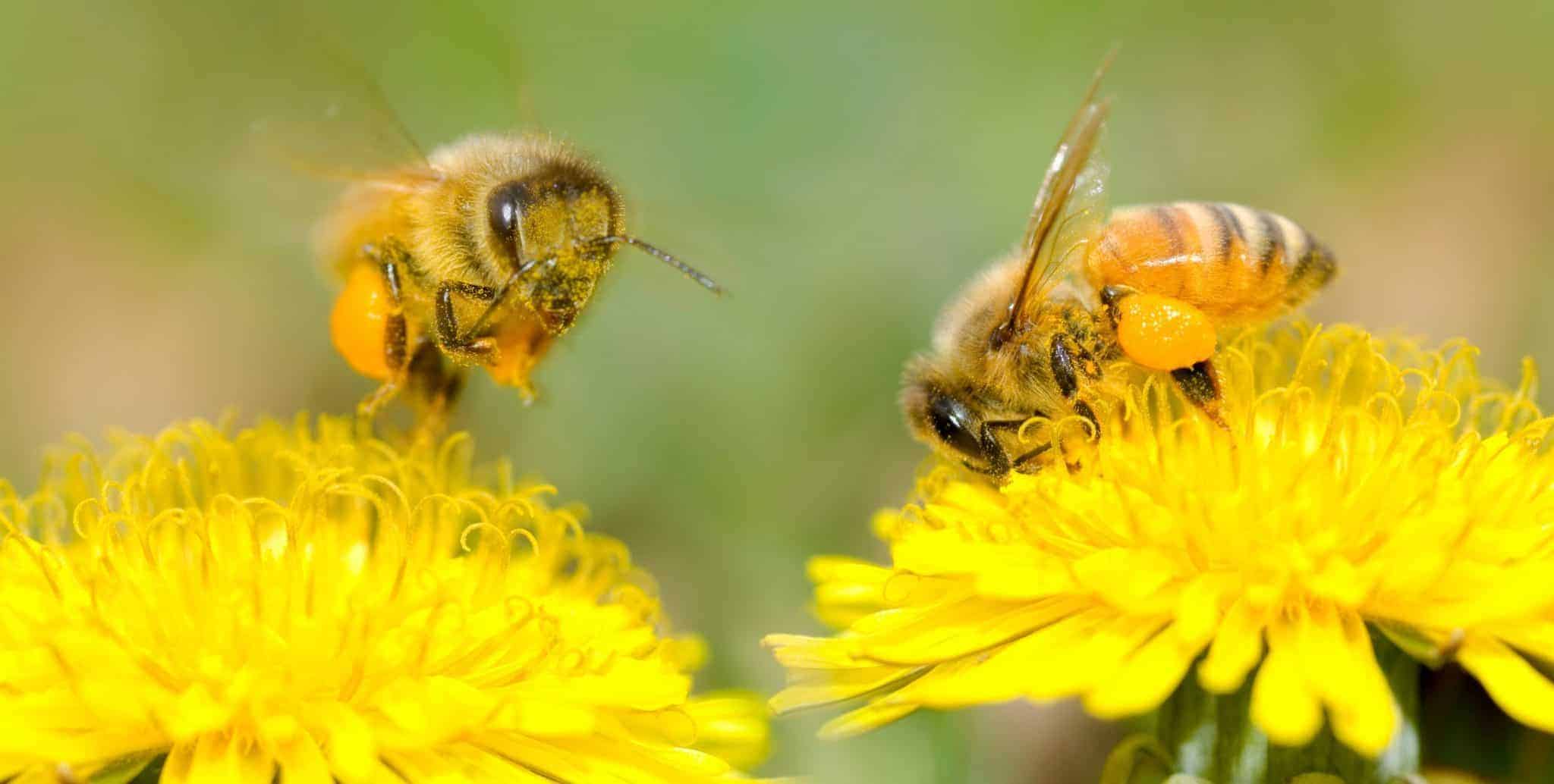 Bee