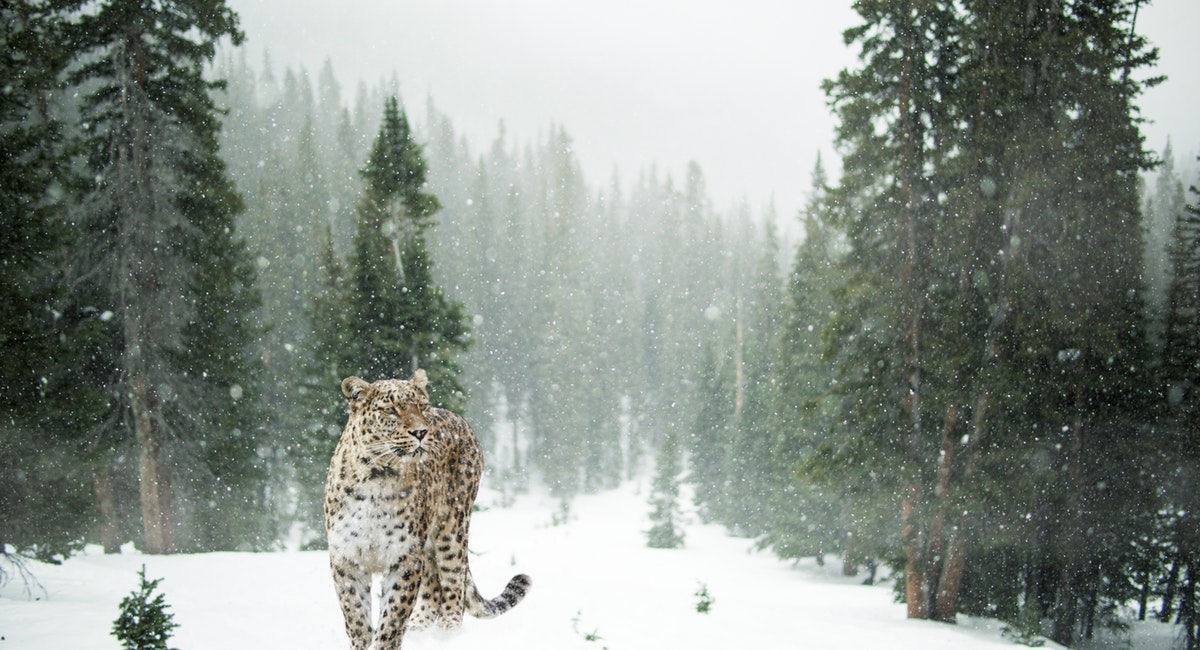 Parag Fatehpuria - Snow Leopard Trek