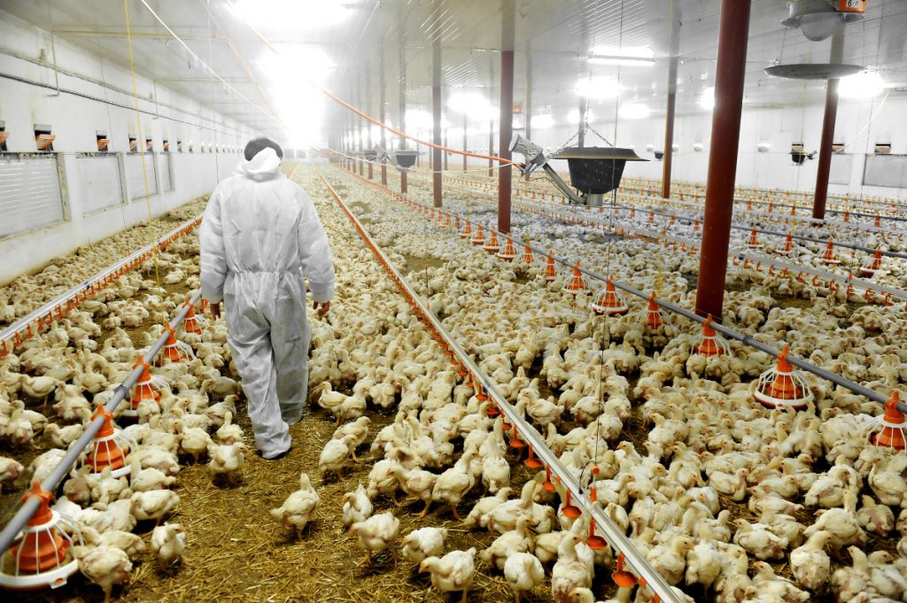 Factory Farming