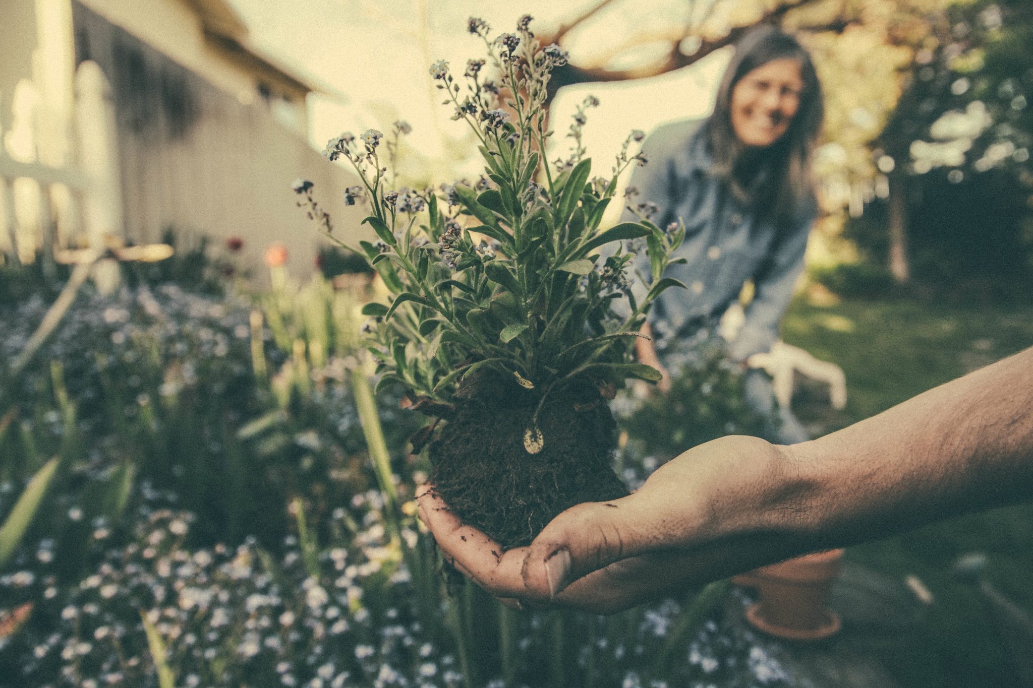plantgrowpick -Gardening Tips for Beginners