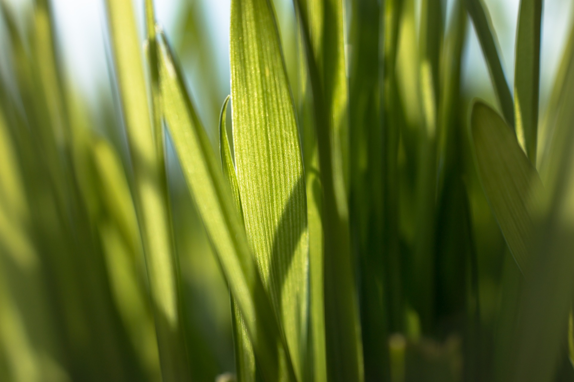 wheatgrass juice