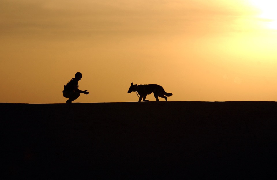 Dogs trainer