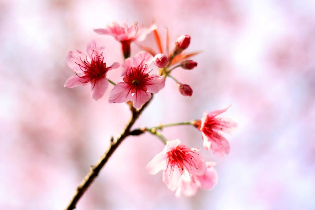 Winter cherry