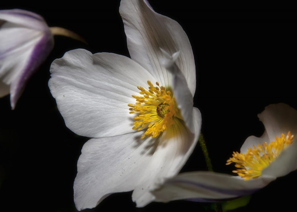 Hellebores