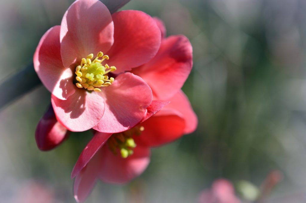 japanese quince