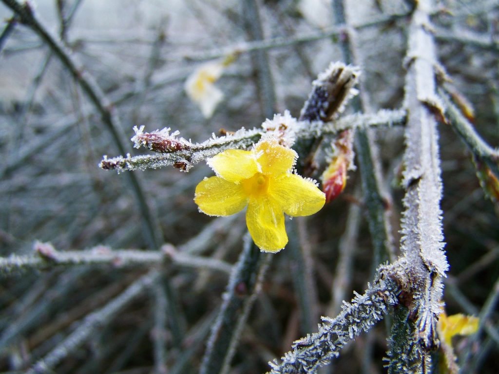 Winter jasmine
