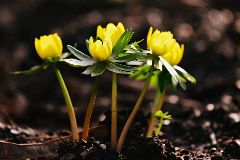 Winter aconite