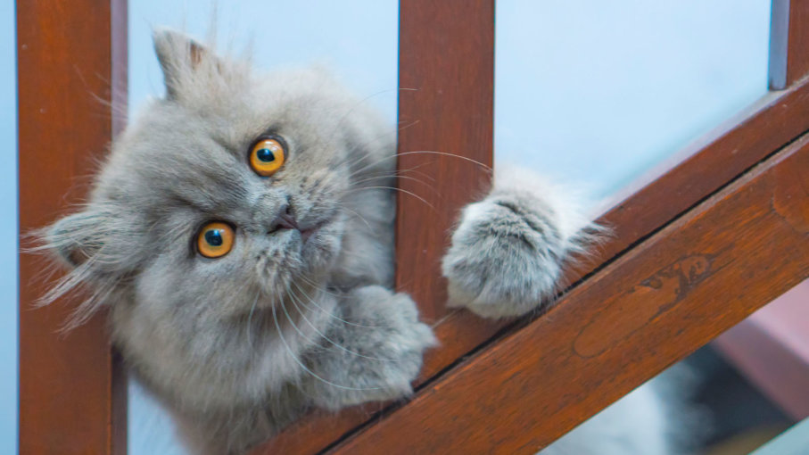 persian cat