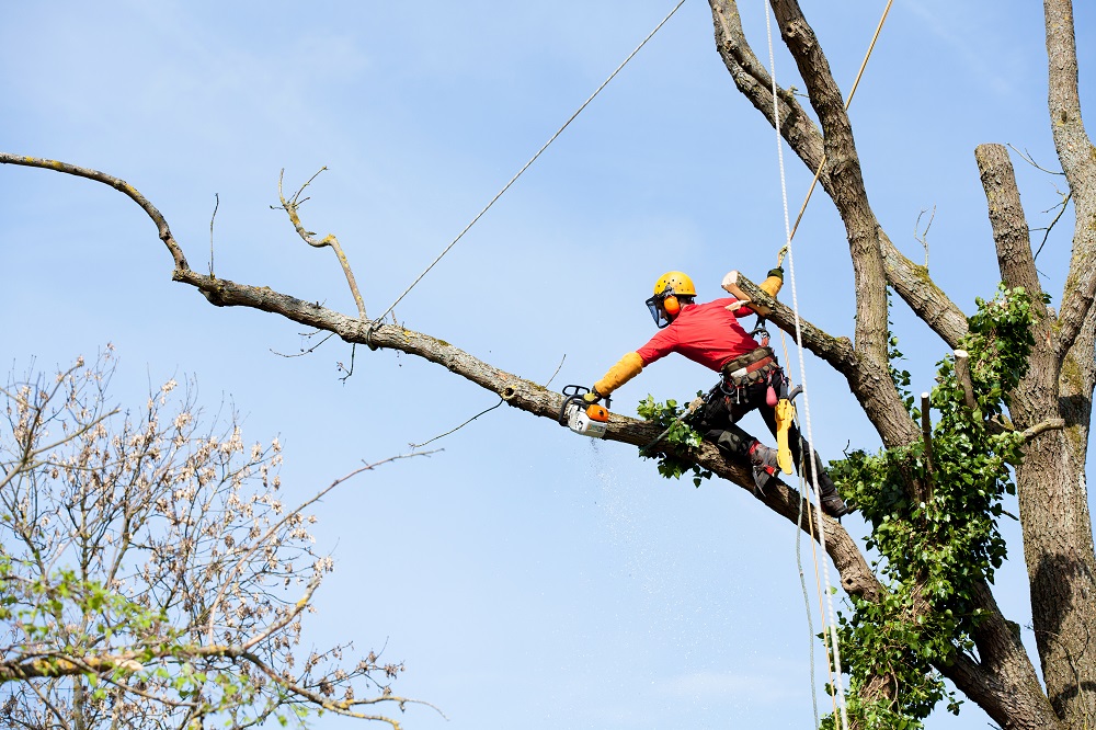 Arborist 