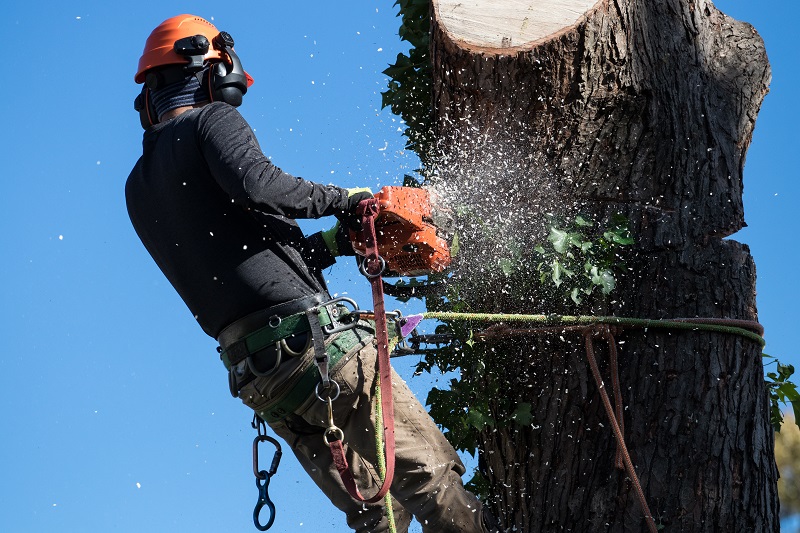 Tree Removal Boca Raton