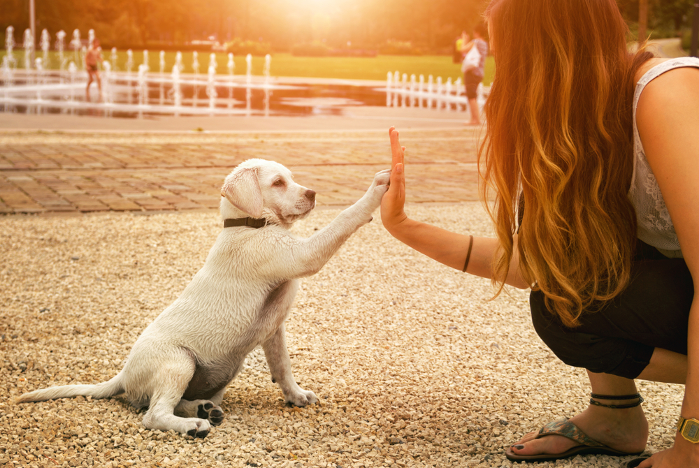 Exercise with Pets