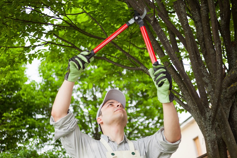 Tree Pruning