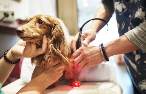 Veterinary laser therapy