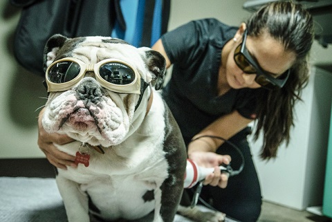 laser therapy equipment