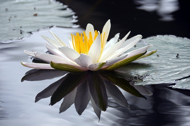 Lotus in zen garden