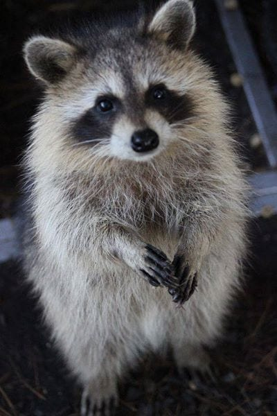 Cute Raccoon