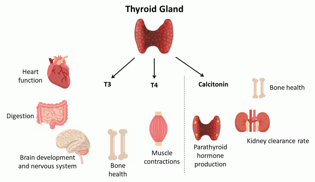 Beneficial For Hormones And Thyroid