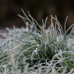 Lawn