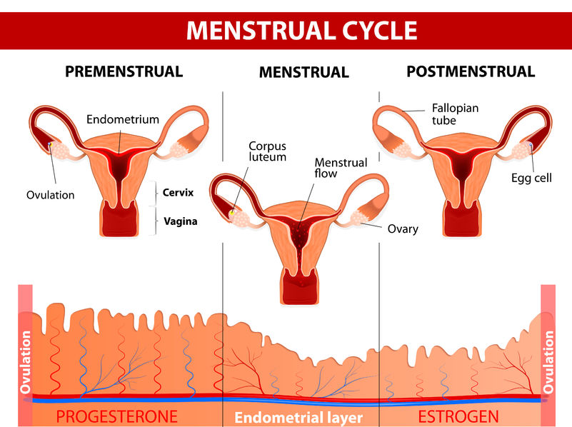 Is It Possible To Become Pregnant If My Periods Are Irregular?