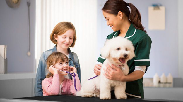 dog vet consultation