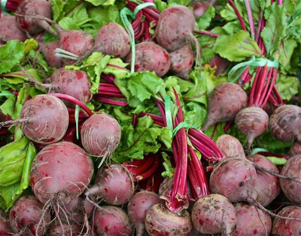 beetroot cultivation