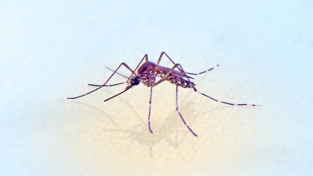 mosquito