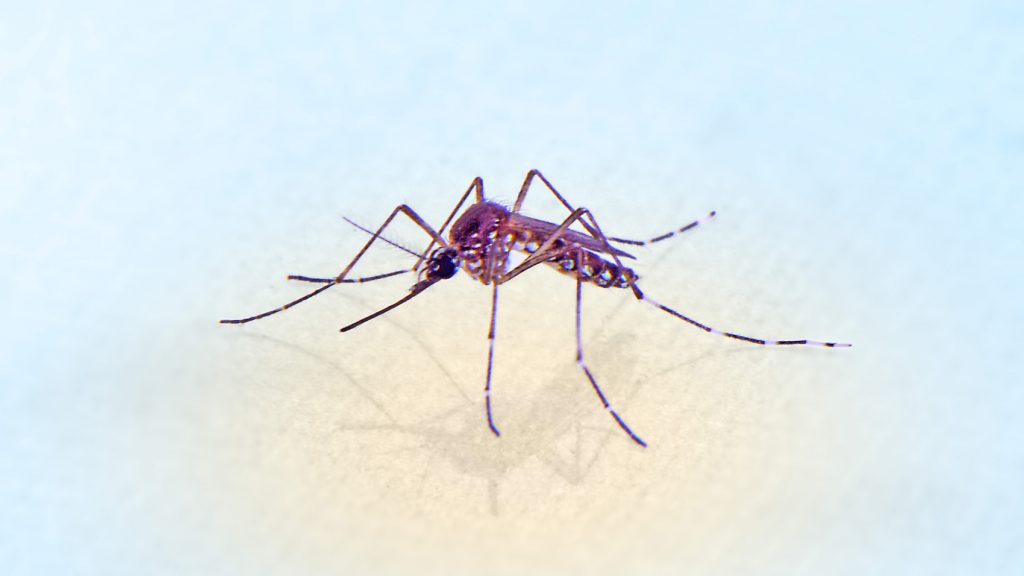 mosquito