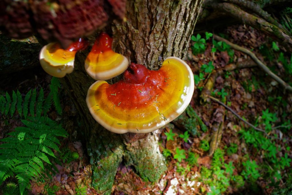 reishi mushrooms