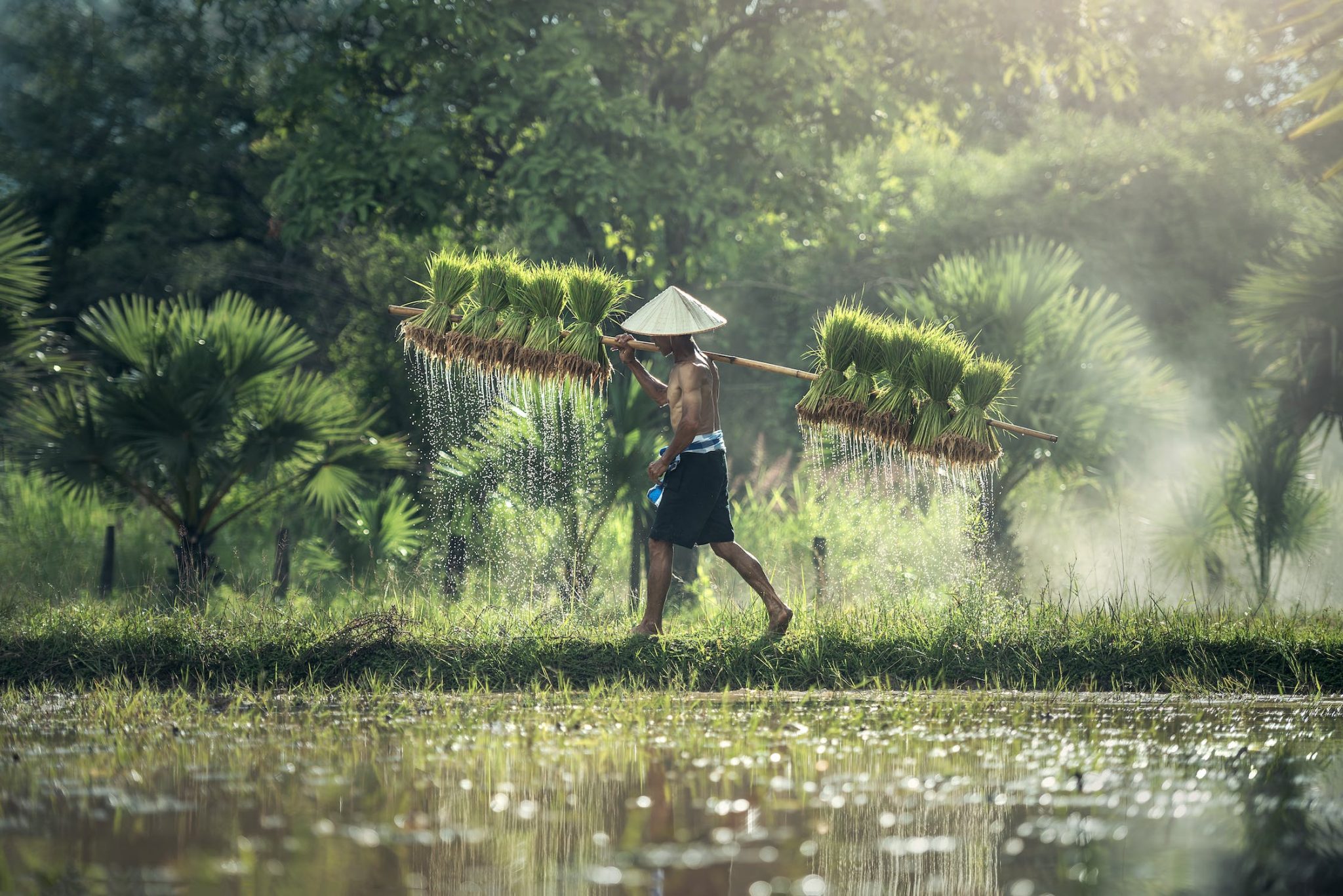 improve rice yield