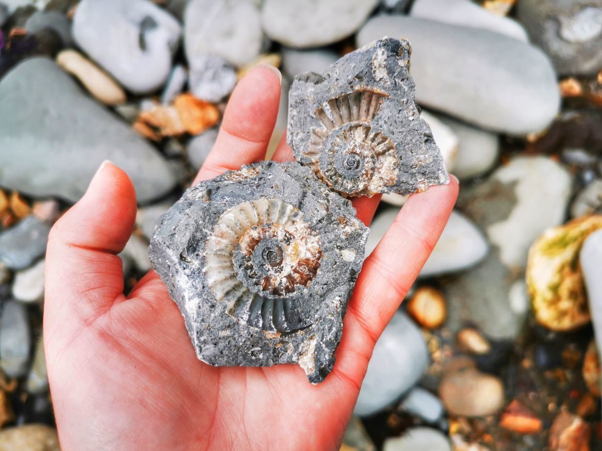 Fossil hunting in the valley 