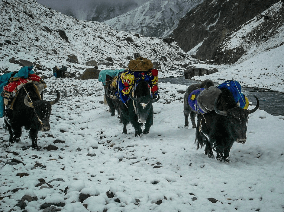 Yak Safari spiti