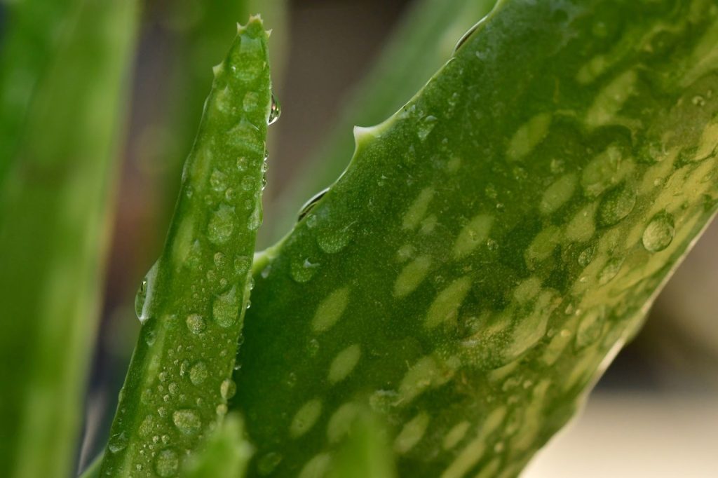 aloe vera benefits