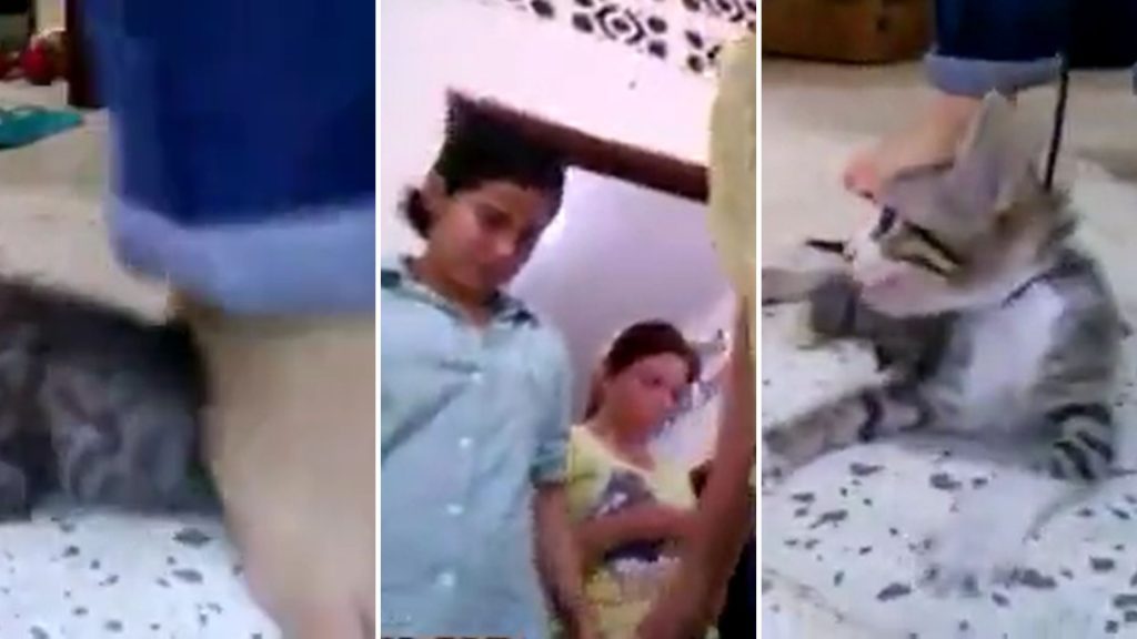 3-Girls-1-Kitten-Gore-Video