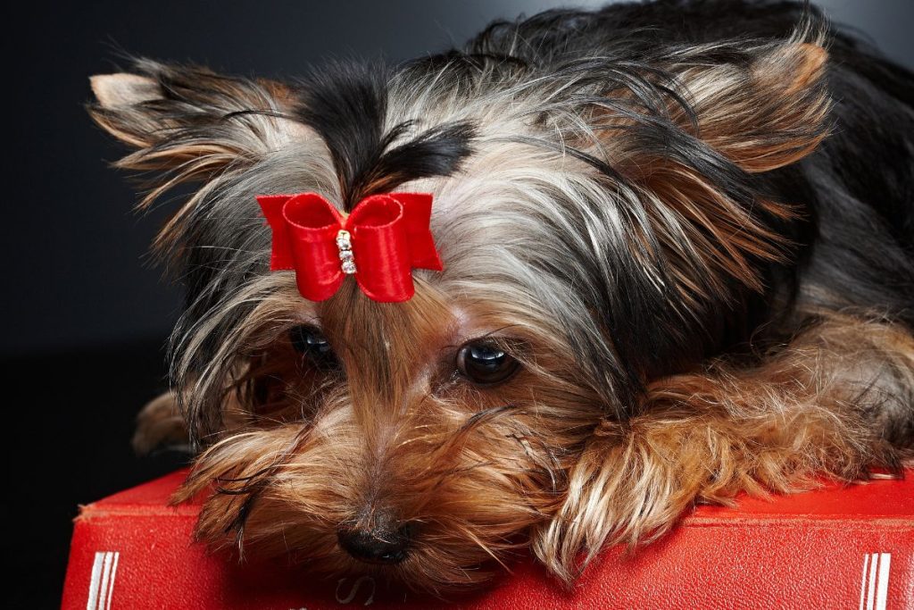 Black Yorkie - Explore Their Unique Beauty