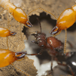 termites