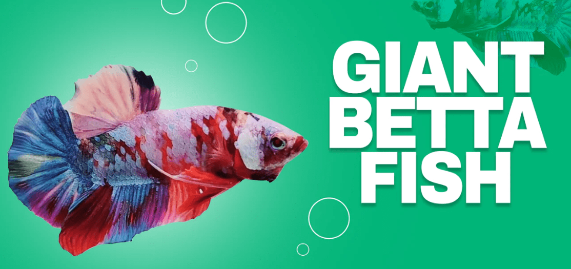 Giant Betta