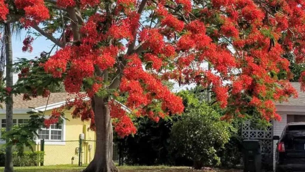 gulmohar plant