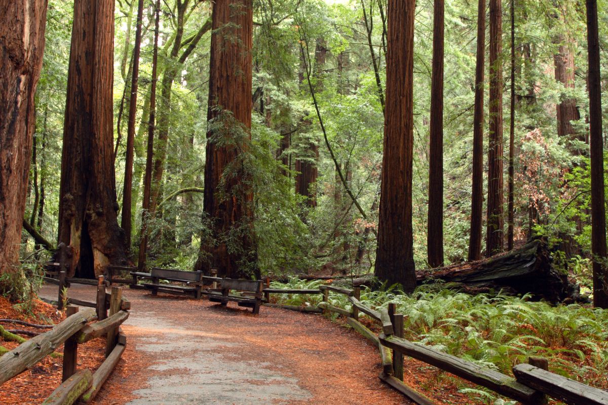 Muir Woods