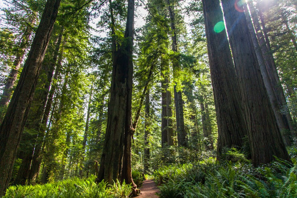 Redwood National and State Parks