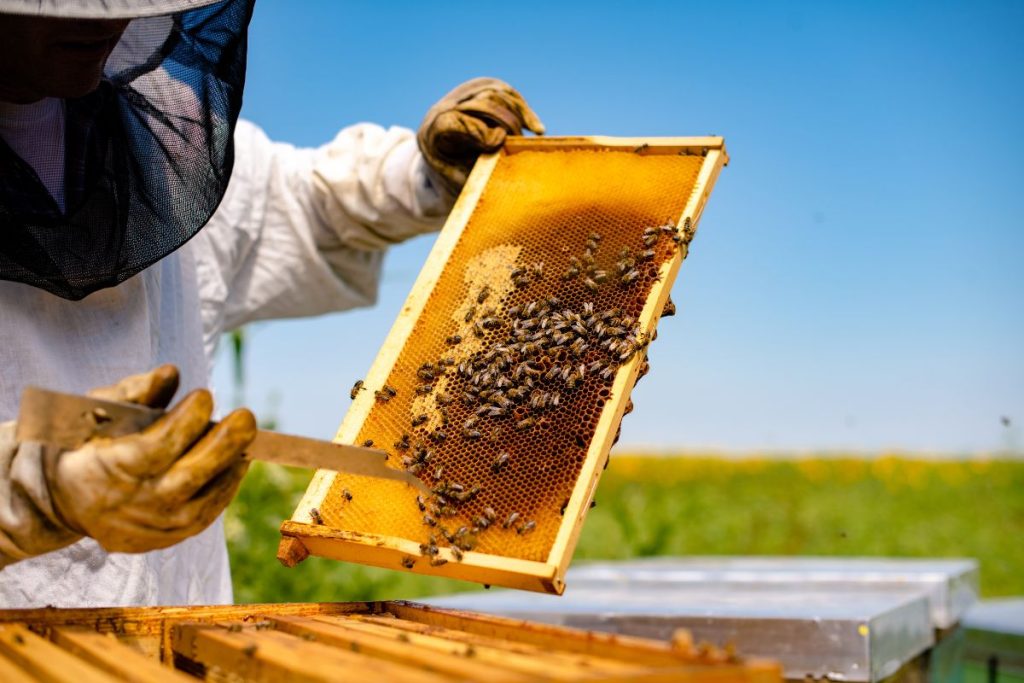 Beekeeping