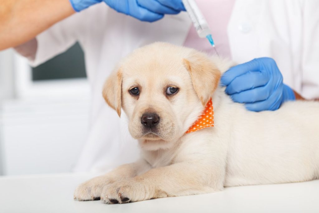 Dog Needs H3N2 and H3N8 Vaccines